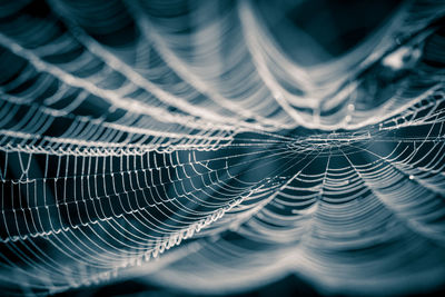 Close-up of spider web against black background
