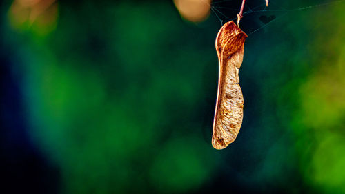 Close-up of plant hanging on branch