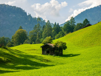 Scenic view of trees on field against sky