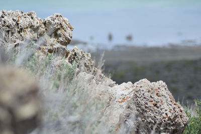 Close-up of lichen on rock