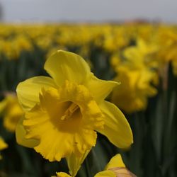 Close-up of yellow flowering plant