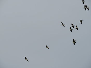 Low angle view of birds flying in the sky