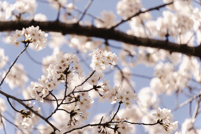 Low angle view of cherry blossom