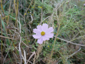 Close-up of flower blooming on field