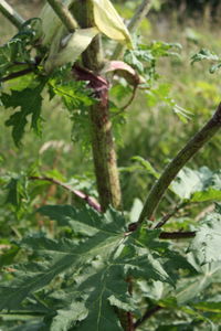 Close-up of insect on plant