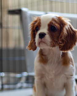 Portrait of cavalier puppy looking away