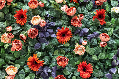 Background of spring artificial red chrysanthemums and peony roses in the garden. spring. blooming