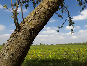 Low angle view of tree on field against sky