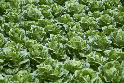 Full frame shot of fresh green plants