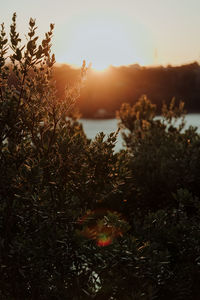 Plants growing on land against sky during sunset