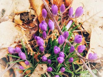 High angle view of purple crocus flowers