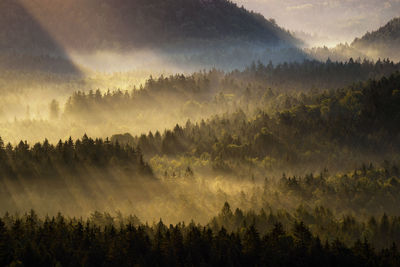 Scenic view of forest against sky during foggy weather