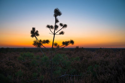 Plants on field against sky during sunset