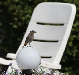 Close-up of bird perching on a plant