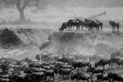 Horses on a field