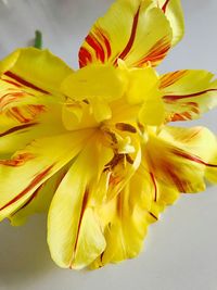 Close-up of yellow flower