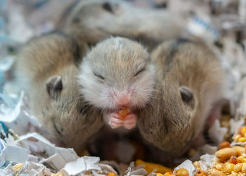 Baby dwarf hamsters eating dinner. 