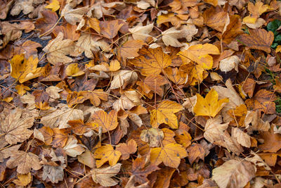 Full frame shot of autumn leaves