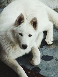 High angle portrait of dog relaxing outdoors