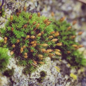 Close-up of plant growing outdoors