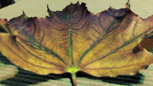 Close-up of maple leaf