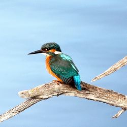 Close-up of kingfisher perching on branch