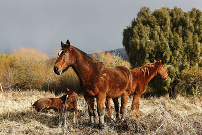 Horses standing on field against sky