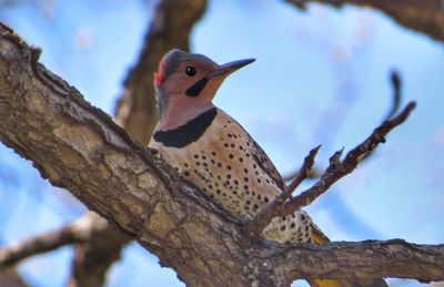 Low angle view of northern flicker bird perching on branch