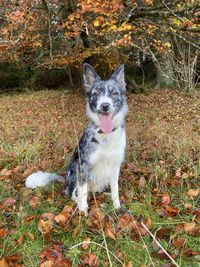 Portrait of dog sitting on field