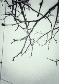 Branches on branch