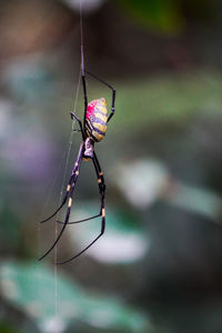 Close-up of butterfly on leaf