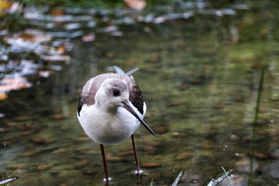 Close-up of bird perching on lake