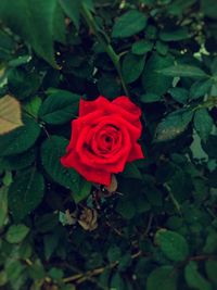 Close-up of red rose blooming outdoors