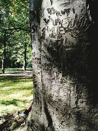 View of tree trunk