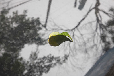 Close-up of leaf on tree during winter