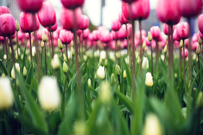 Close-up of tulips blooming in field