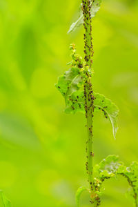 Close-up of insect on plant