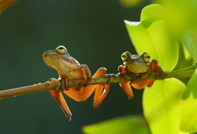 Close-up of frog on plant