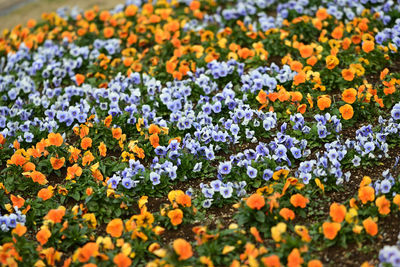 Close-up of purple flowering plants on field