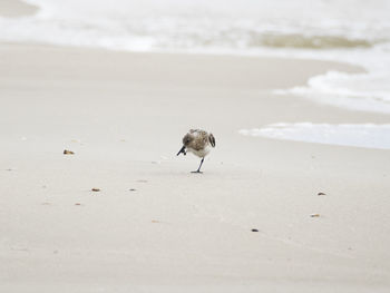 Birds walking on beach