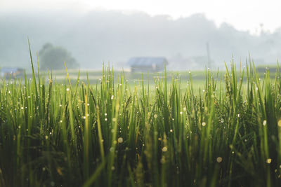 Close-up of wheat field against sky