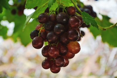 Close-up of grapes growing on plant
