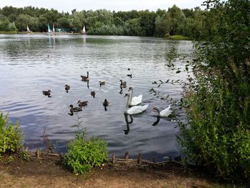Ducks on calm lake