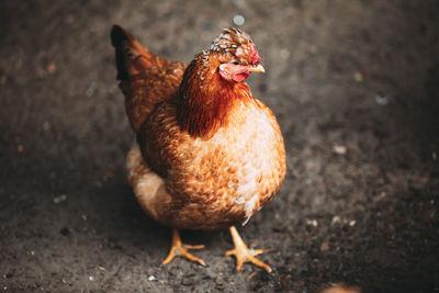 Close-up of rooster on field