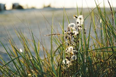 View of white flowering plants on land