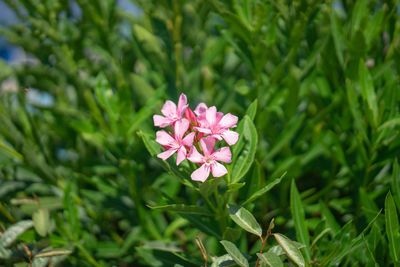 Close-up of pink flowering plants on field