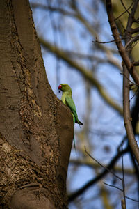 Bird perching on a tree