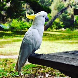 Close-up of parrot perching on wood