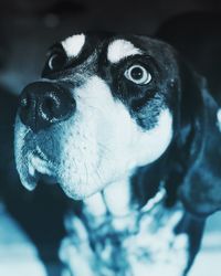 Close-up portrait of dog