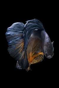 Close-up of siamese fighting fish against black background